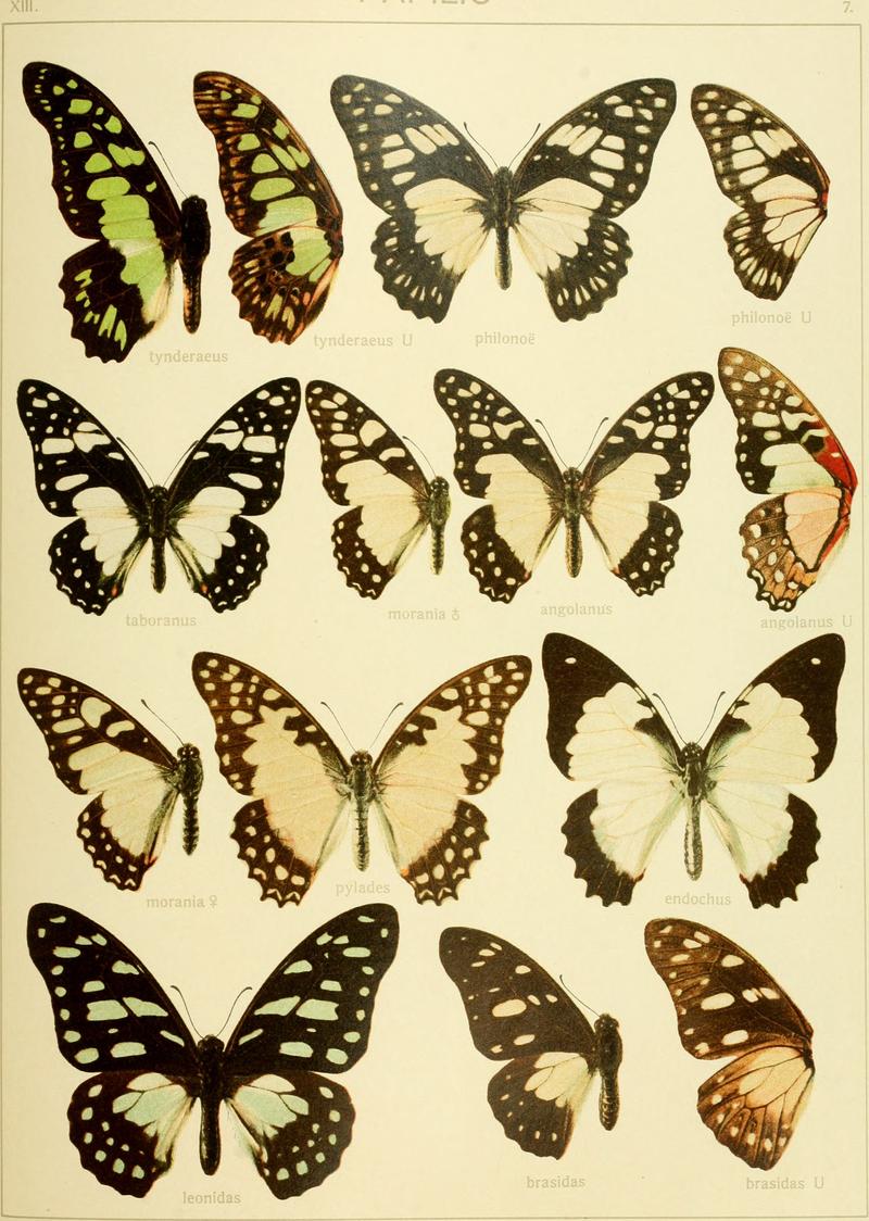 Die Gross-Schmetterlinge der Erde - eine systematische Bearbeitung der bis jetzt bekannten Gross-Schmetterlinge (1900) (14594437128)