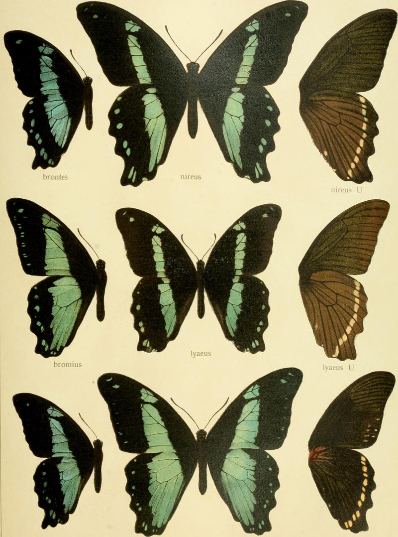 Die Gross-Schmetterlinge der Erde - eine systematische Bearbeitung der bis jetzt bekannten Gross-Schmetterlinge (1900) (14758077246)