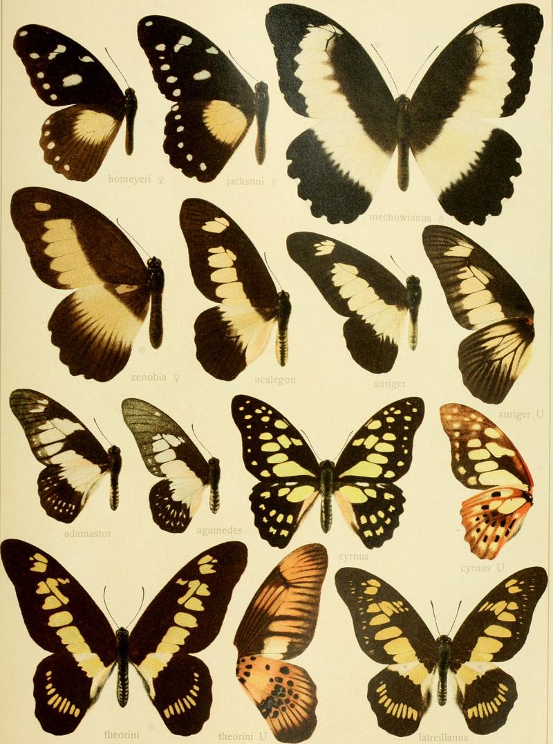 Die Gross-Schmetterlinge der Erde - eine systematische Bearbeitung der bis jetzt bekannten Gross-Schmetterlinge (1900) (14778709514)