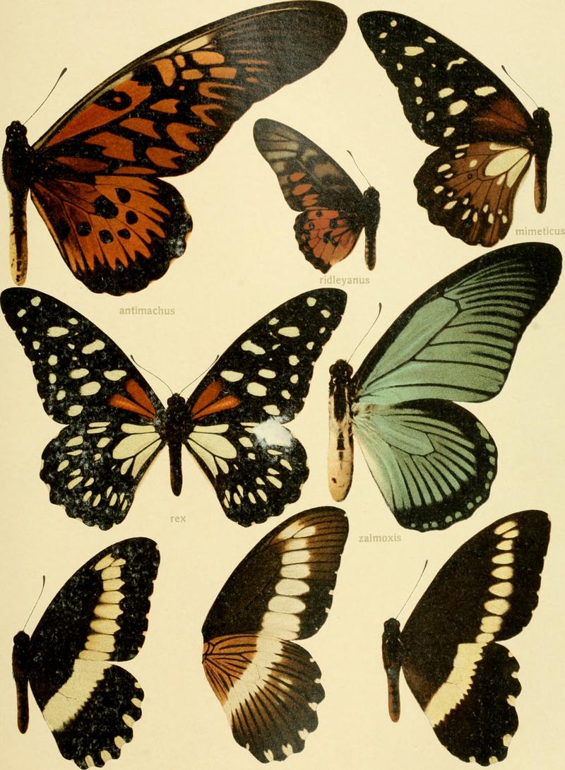 Die Gross-Schmetterlinge der Erde - eine systematische Bearbeitung der bis jetzt bekannten Gross-Schmetterlinge (1900) (14781069475)
