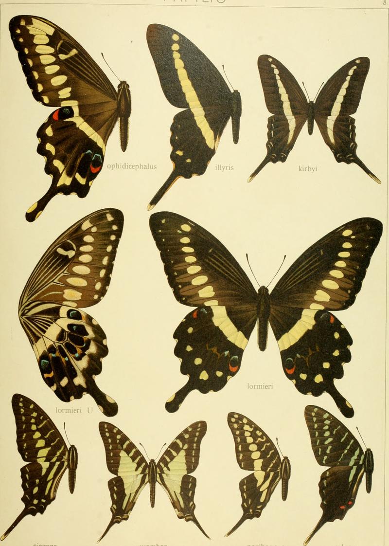 Die Gross-Schmetterlinge der Erde - eine systematische Bearbeitung der bis jetzt bekannten Gross-Schmetterlinge (1900) (14781086255)