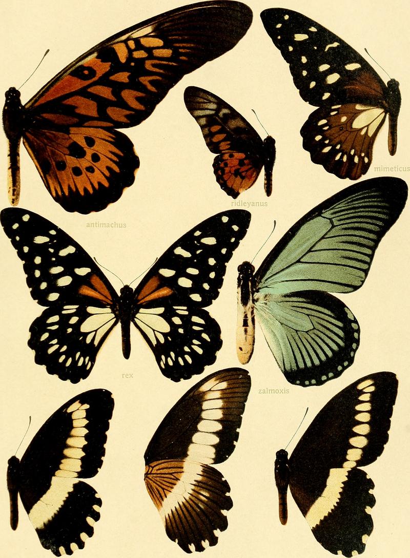 Die Grossschmetterlinge der Erde - eine systematische Bearbeitung der bis jetzt bekannten Grossschmetterlinge (1907) (20305427103)