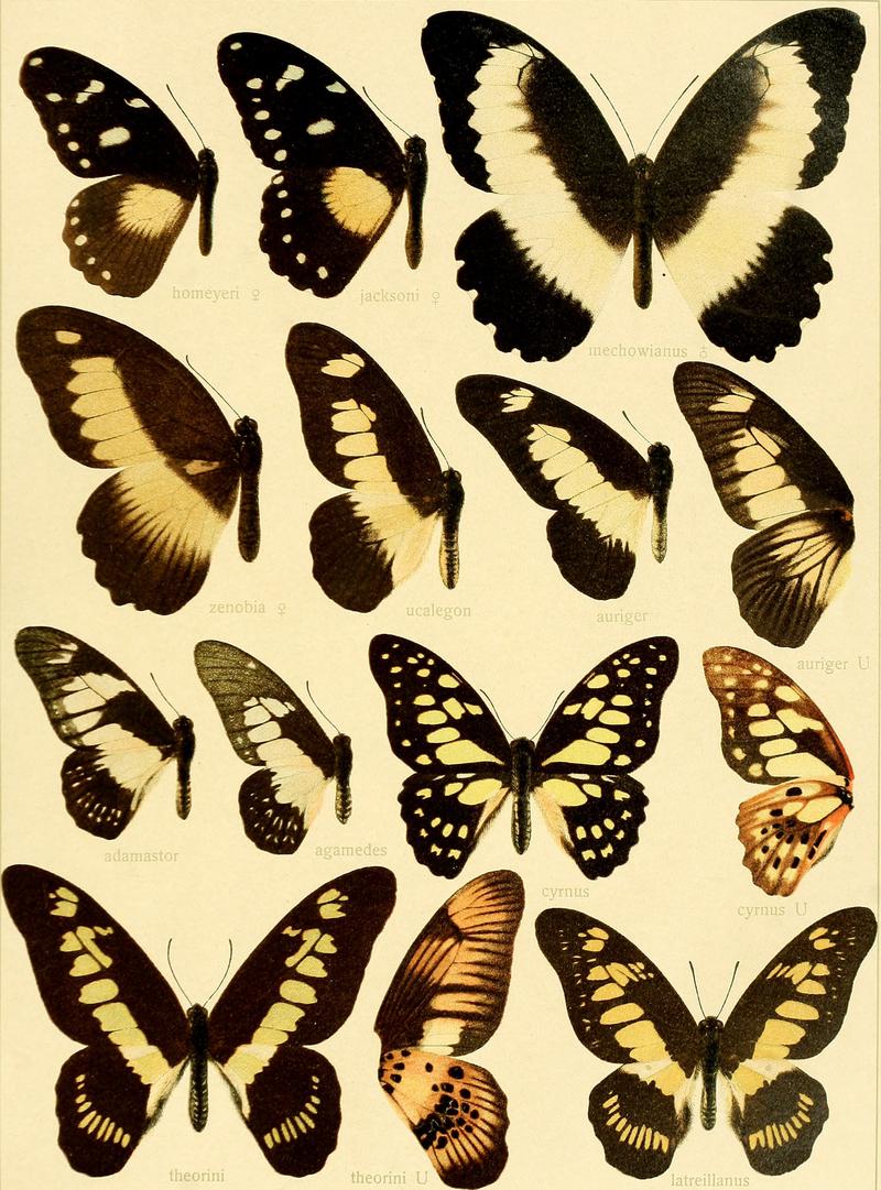 Die Grossschmetterlinge der Erde - eine systematische Bearbeitung der bis jetzt bekannten Grossschmetterlinge (1907) (20305431573)