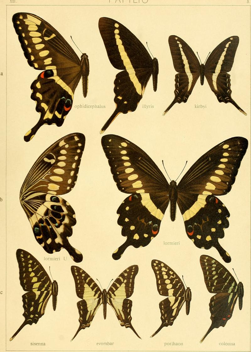 Die Grossschmetterlinge der Erde - eine systematische Bearbeitung der bis jetzt bekannten Grossschmetterlinge (1907) (20305441963)