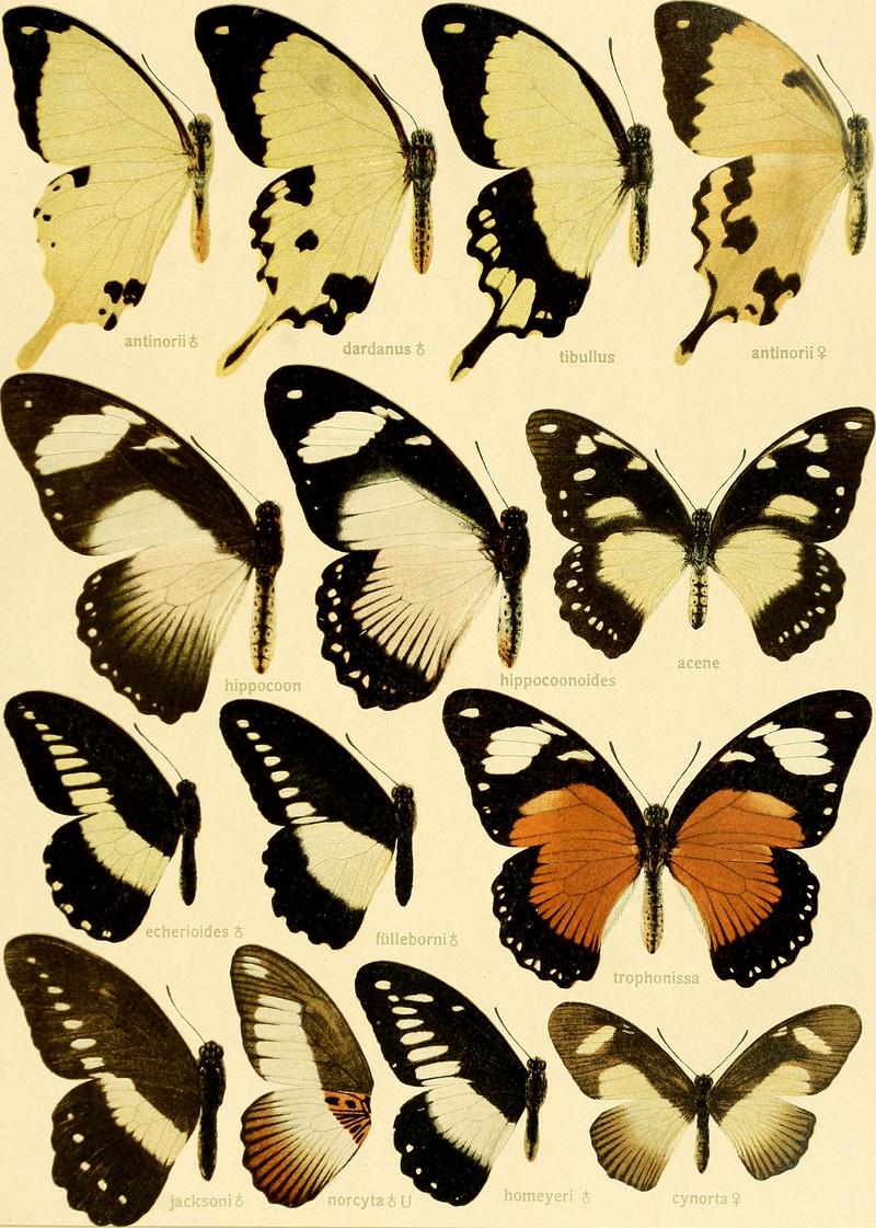 Die Grossschmetterlinge der Erde - eine systematische Bearbeitung der bis jetzt bekannten Grossschmetterlinge (1907) (20900189996)