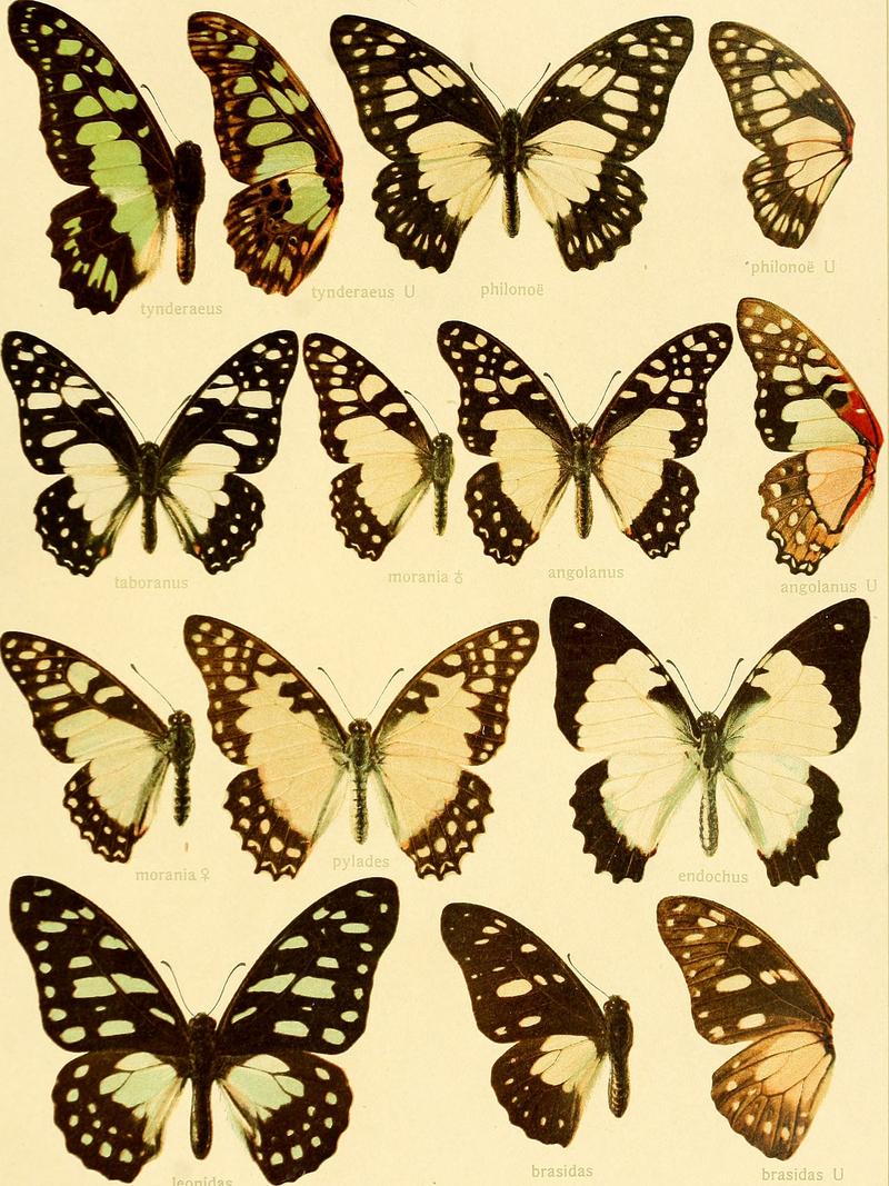 Die Grossschmetterlinge der Erde - eine systematische Bearbeitung der bis jetzt bekannten Grossschmetterlinge (1907) (20900200206)