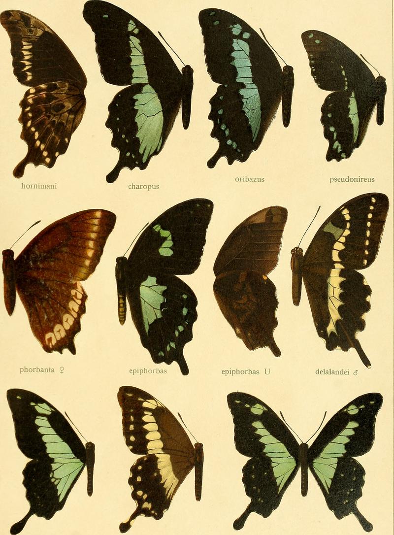 Die Grossschmetterlinge der Erde - eine systematische Bearbeitung der bis jetzt bekannten Grossschmetterlinge (1907) (20926464005)