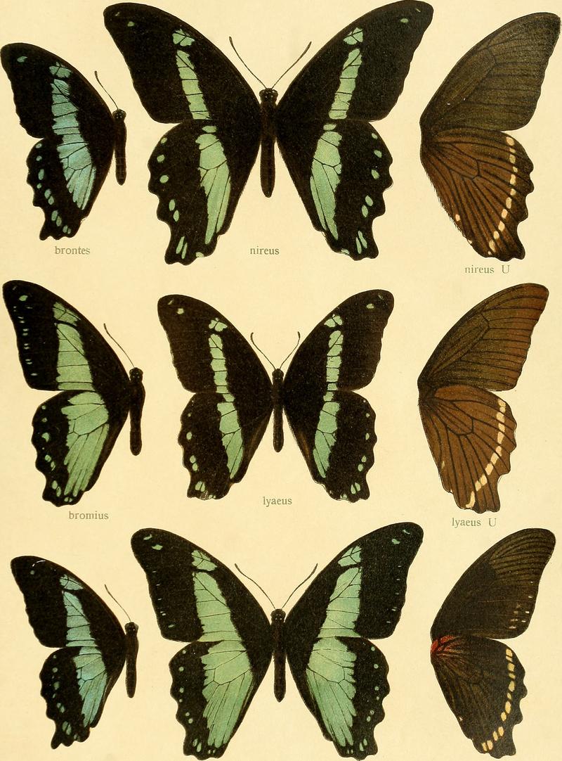 Die Grossschmetterlinge der Erde - eine systematische Bearbeitung der bis jetzt bekannten Grossschmetterlinge (1907) (20933839101)