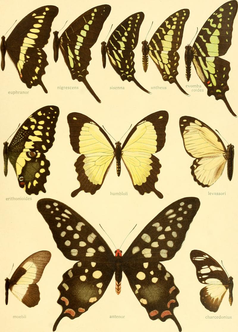 Die Grossschmetterlinge der Erde - eine systematische Bearbeitung der bis jetzt bekannten Grossschmetterlinge (1907) (20933847561)