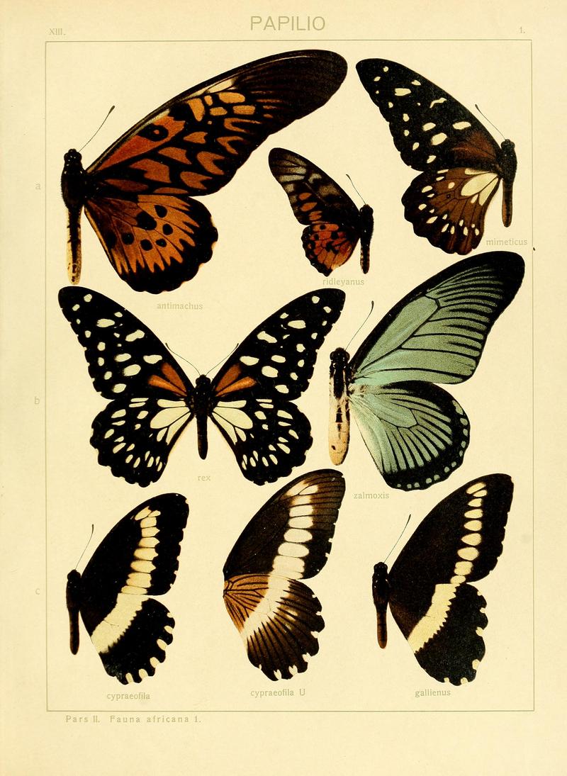 Die Grossschmetterlinge der Erde BHL40677098