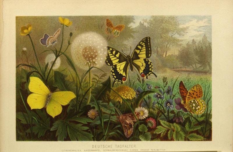 Die Insekten, Tausendfüssler und Spinnen (Plate 10) (9524152192)