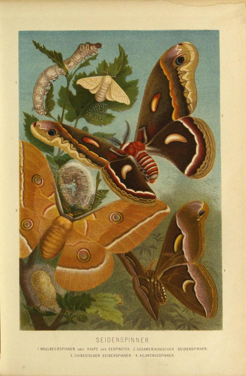 Die Insekten, Tausendfüssler und Spinnen (Plate 11) (9524153374)