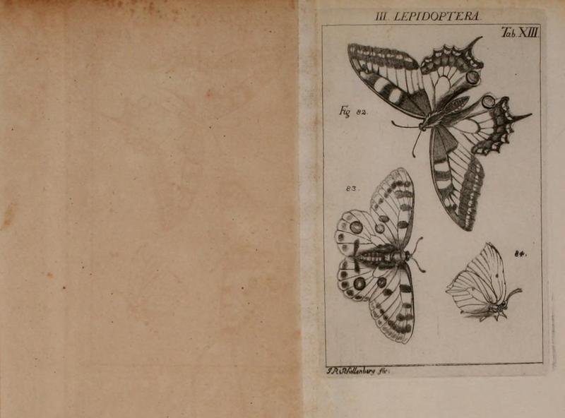 Die Kennzeichen der Insekten BHL14818306
