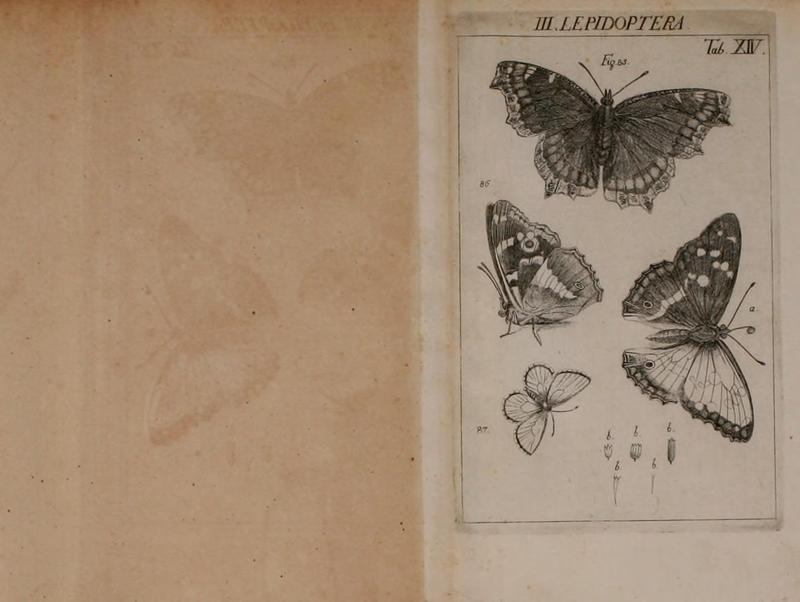 Die Kennzeichen der Insekten BHL14818310