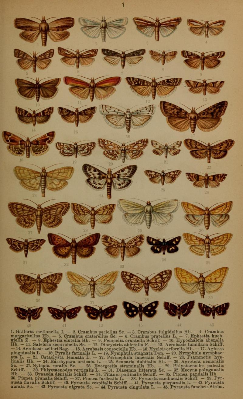 Die Schmetterlinge Deutschlands mit besonderer Berücksichtigung ihrer Biologie (Pl. 1) (7017544617)