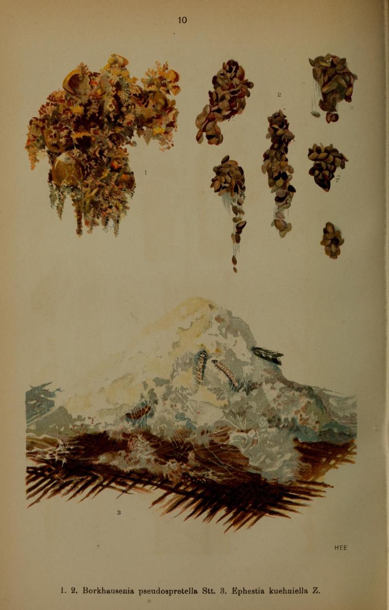 Die Schmetterlinge Deutschlands mit besonderer Berücksichtigung ihrer Biologie (Pl. 10) (6871443092)