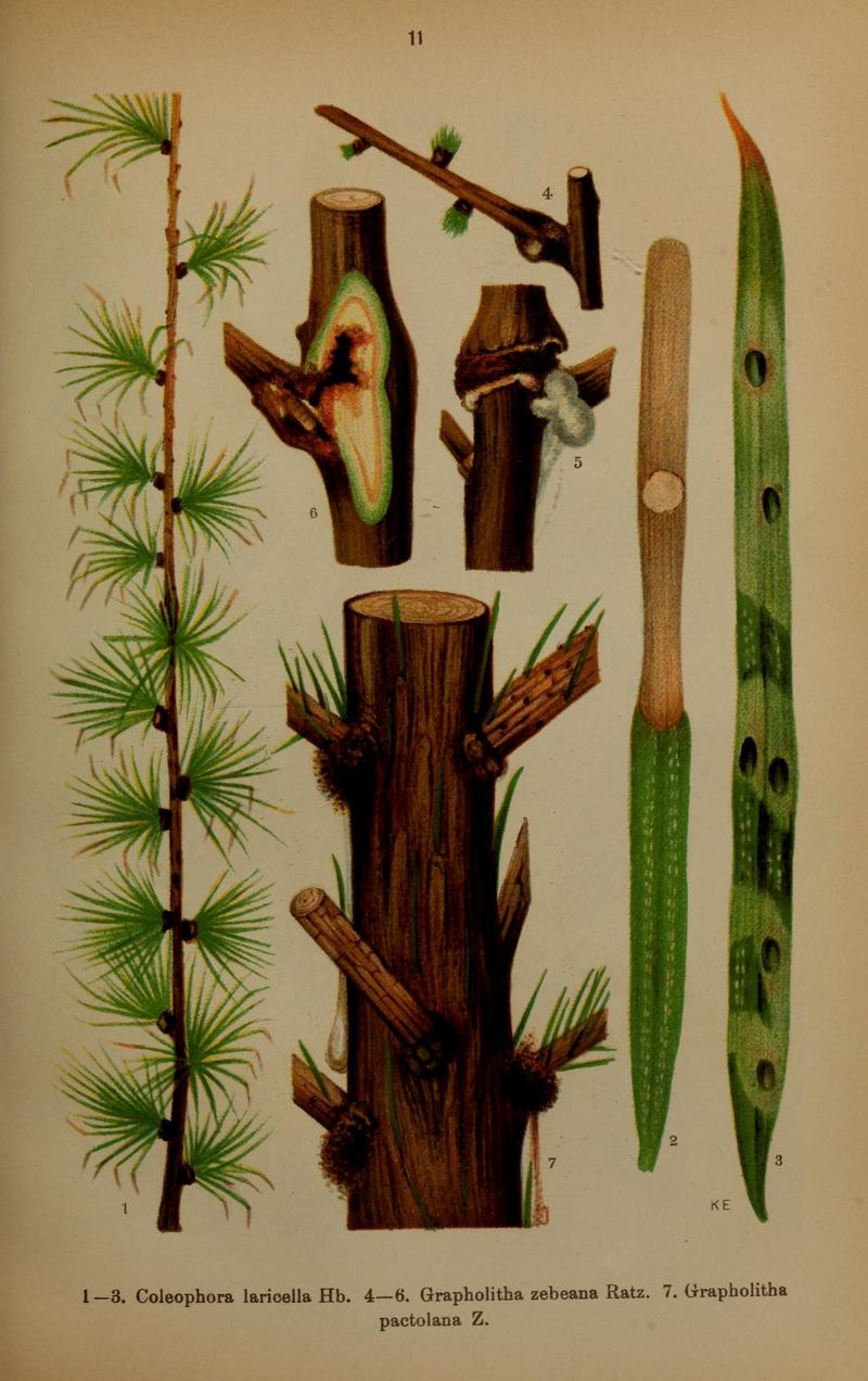 Die Schmetterlinge Deutschlands mit besonderer Berücksichtigung ihrer Biologie (Pl. 11) (7017551563)