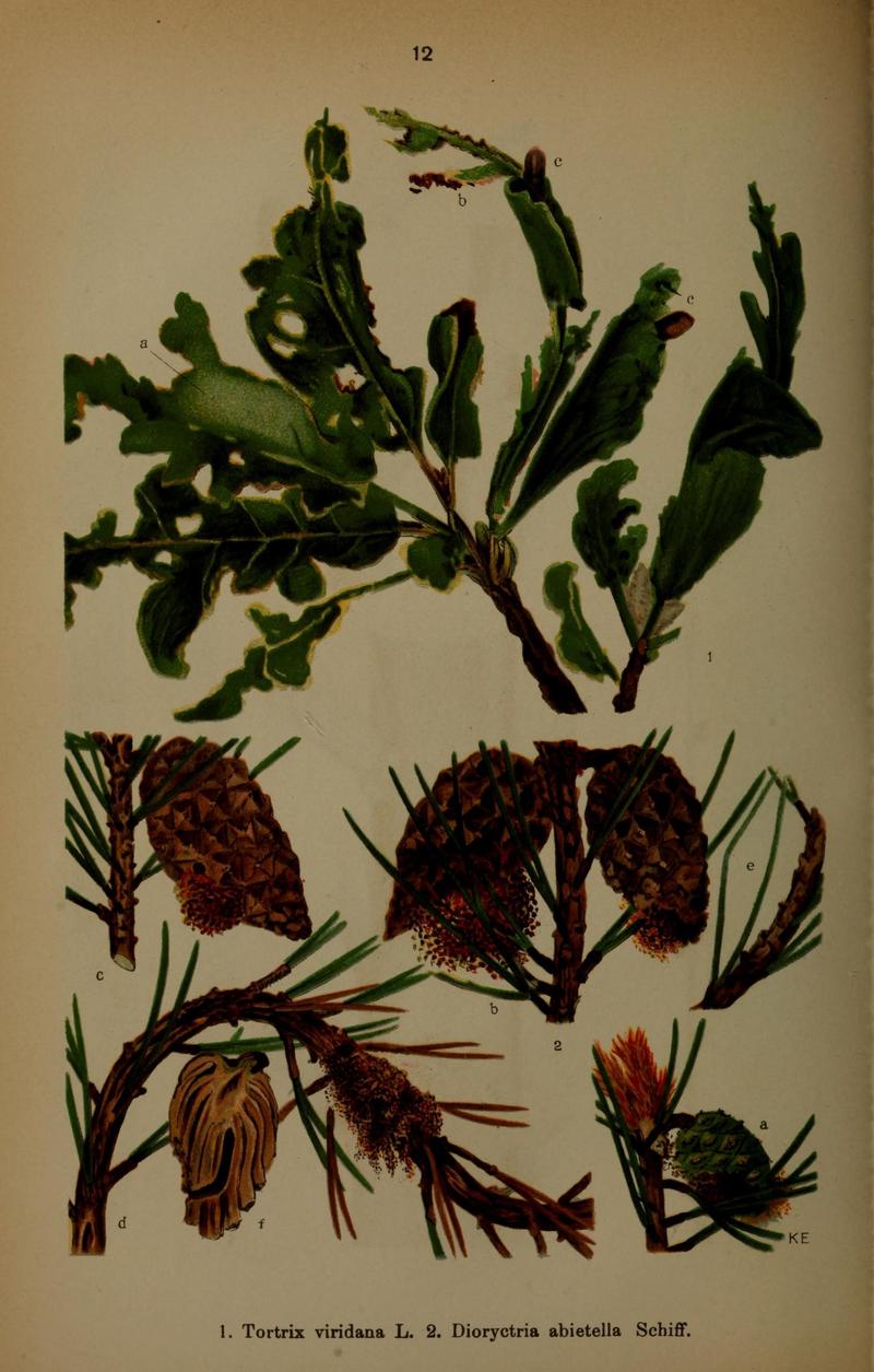 Die Schmetterlinge Deutschlands mit besonderer Berücksichtigung ihrer Biologie (Pl. 12) (6871444586)