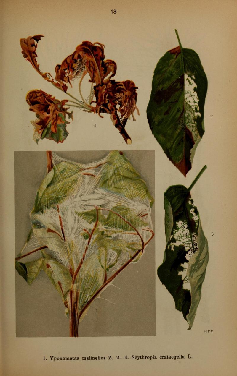 Die Schmetterlinge Deutschlands mit besonderer Berücksichtigung ihrer Biologie (Pl. 13) (6871445240)