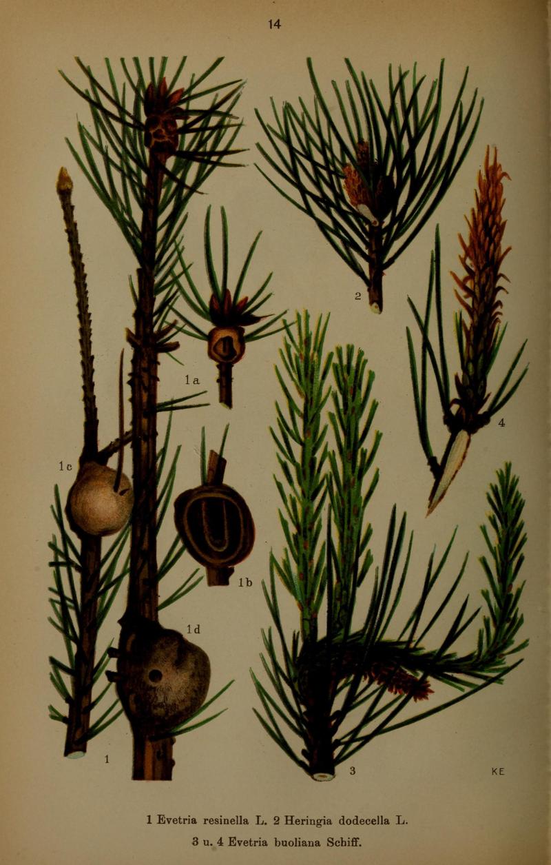 Die Schmetterlinge Deutschlands mit besonderer Berücksichtigung ihrer Biologie (Pl. 14) (7017553525)