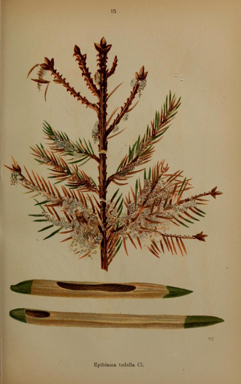 Die Schmetterlinge Deutschlands mit besonderer Berücksichtigung ihrer Biologie (Pl. 15) (6871446502)