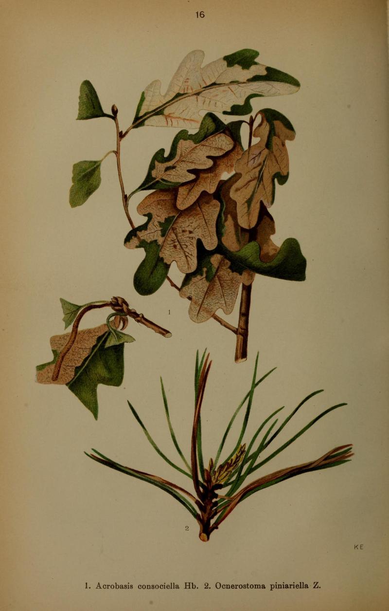 Die Schmetterlinge Deutschlands mit besonderer Berücksichtigung ihrer Biologie (Pl. 16) (6871447162)