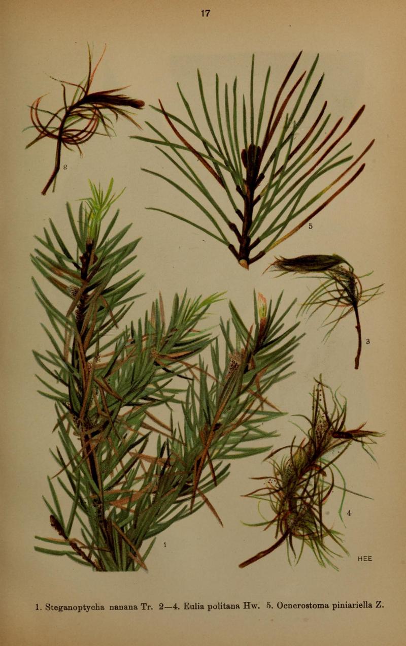 Die Schmetterlinge Deutschlands mit besonderer Berücksichtigung ihrer Biologie (Pl. 17) (6871447700)