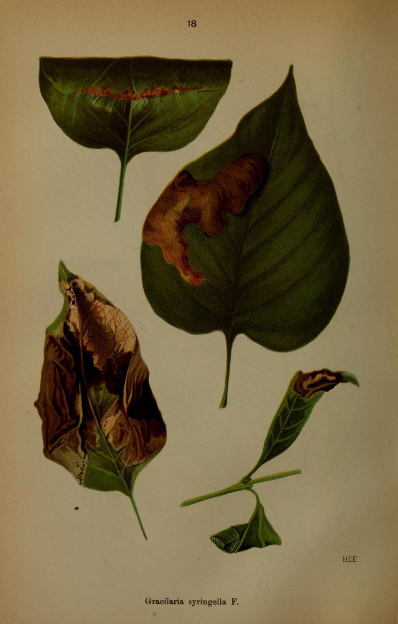 Die Schmetterlinge Deutschlands mit besonderer Berücksichtigung ihrer Biologie (Pl. 18) (7017555821)