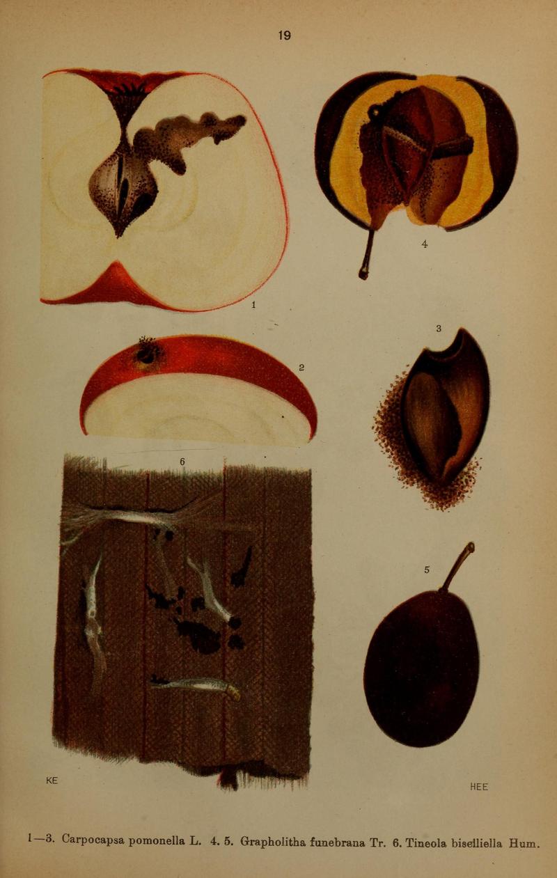 Die Schmetterlinge Deutschlands mit besonderer Berücksichtigung ihrer Biologie (Pl. 19) (6871448700)