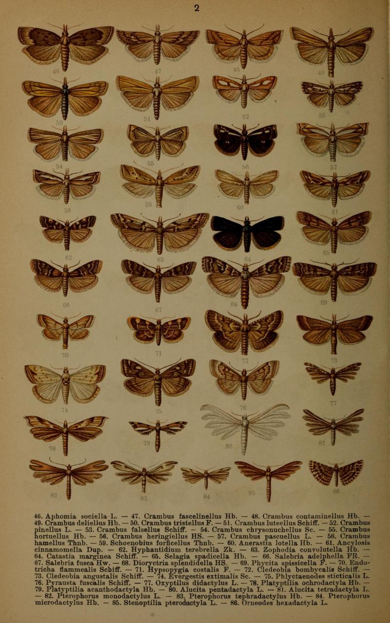 Die Schmetterlinge Deutschlands mit besonderer Berücksichtigung ihrer Biologie (Pl. 2) (7017545275)