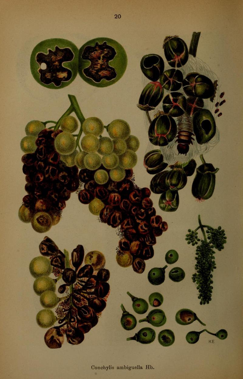 Die Schmetterlinge Deutschlands mit besonderer Berücksichtigung ihrer Biologie (Pl. 20) (7017556907)