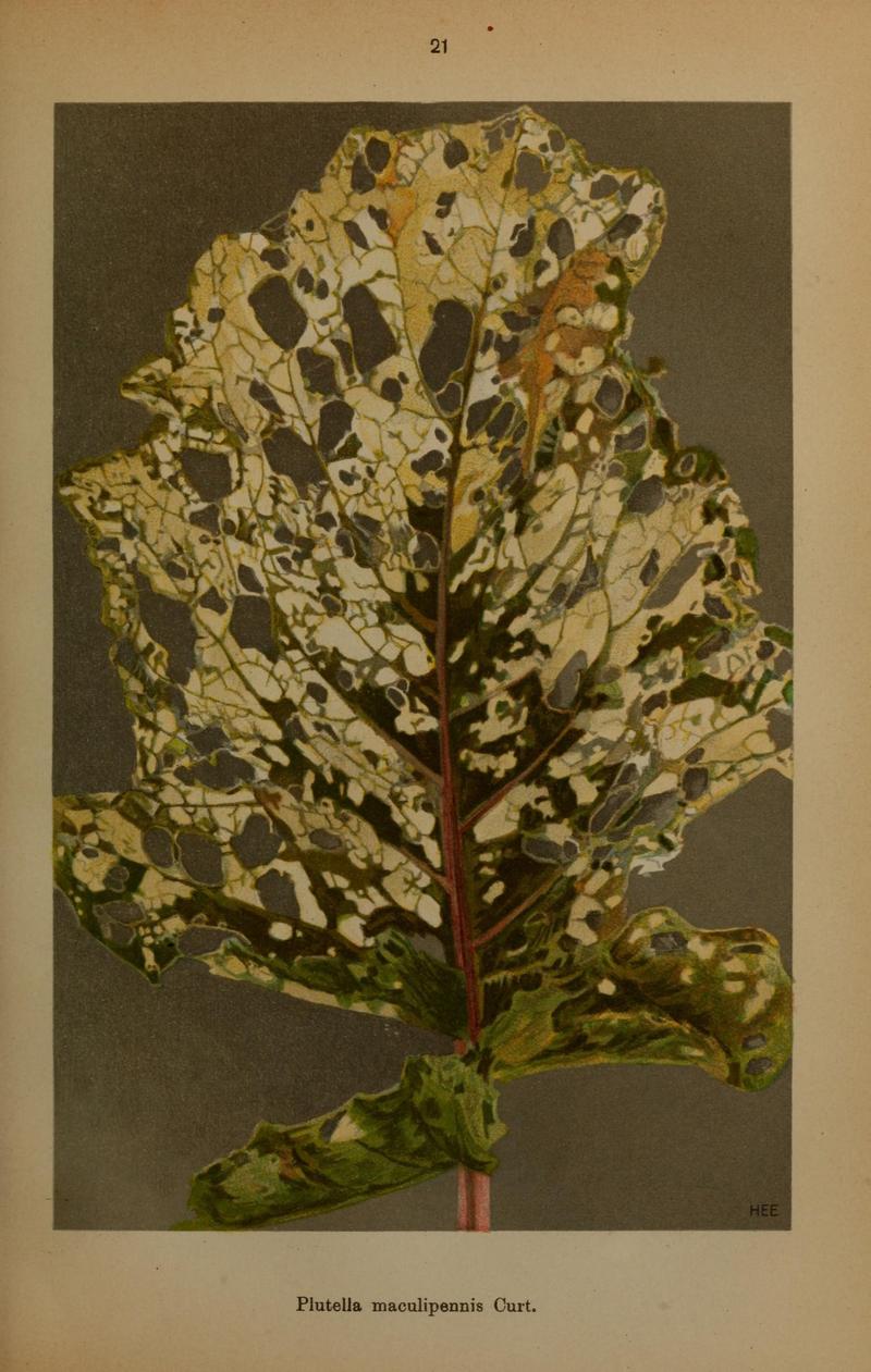 Die Schmetterlinge Deutschlands mit besonderer Berücksichtigung ihrer Biologie (Pl. 21) (6871449952)