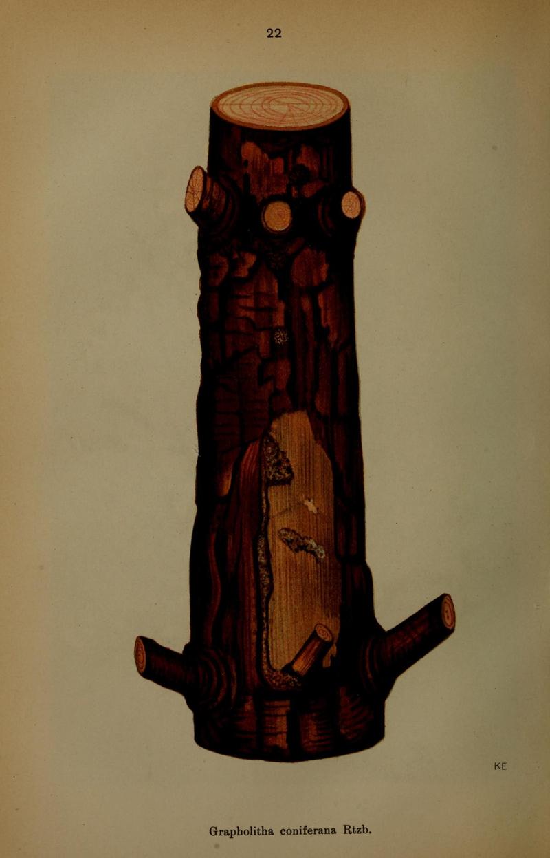 Die Schmetterlinge Deutschlands mit besonderer Berücksichtigung ihrer Biologie (Pl. 22) (6871450596)