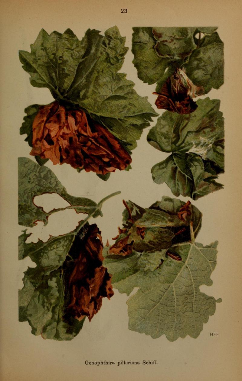 Die Schmetterlinge Deutschlands mit besonderer Berücksichtigung ihrer Biologie (Pl. 23) (6871451270)