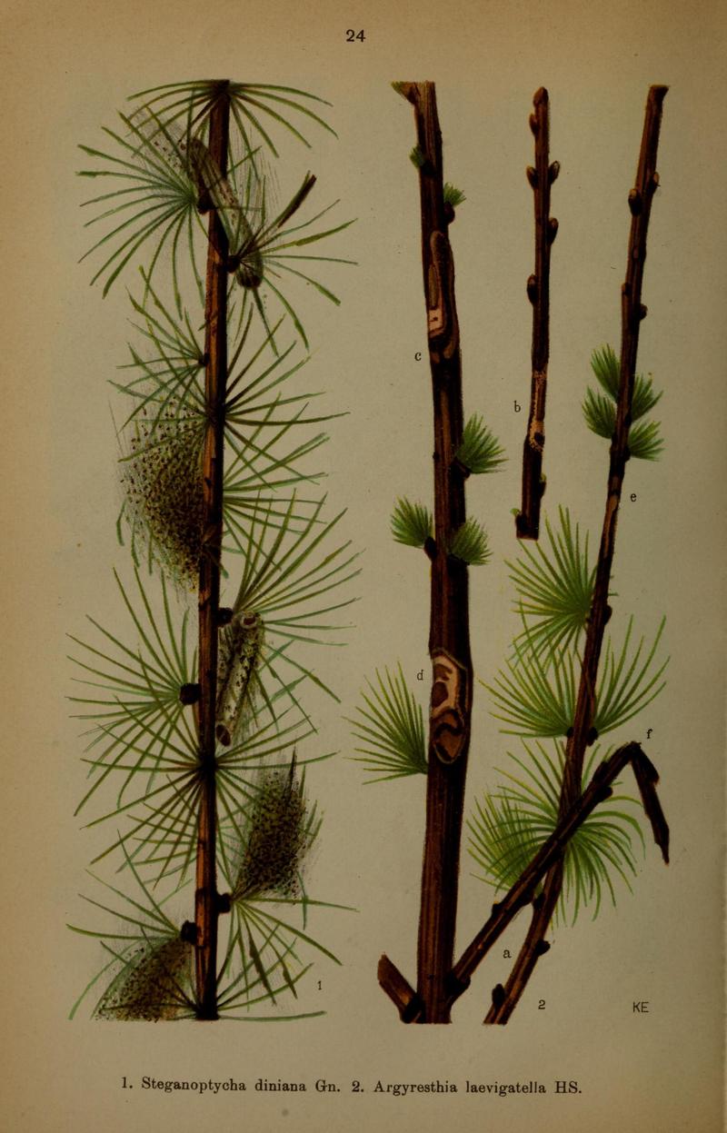 Die Schmetterlinge Deutschlands mit besonderer Berücksichtigung ihrer Biologie (Pl. 24) (7017559433)