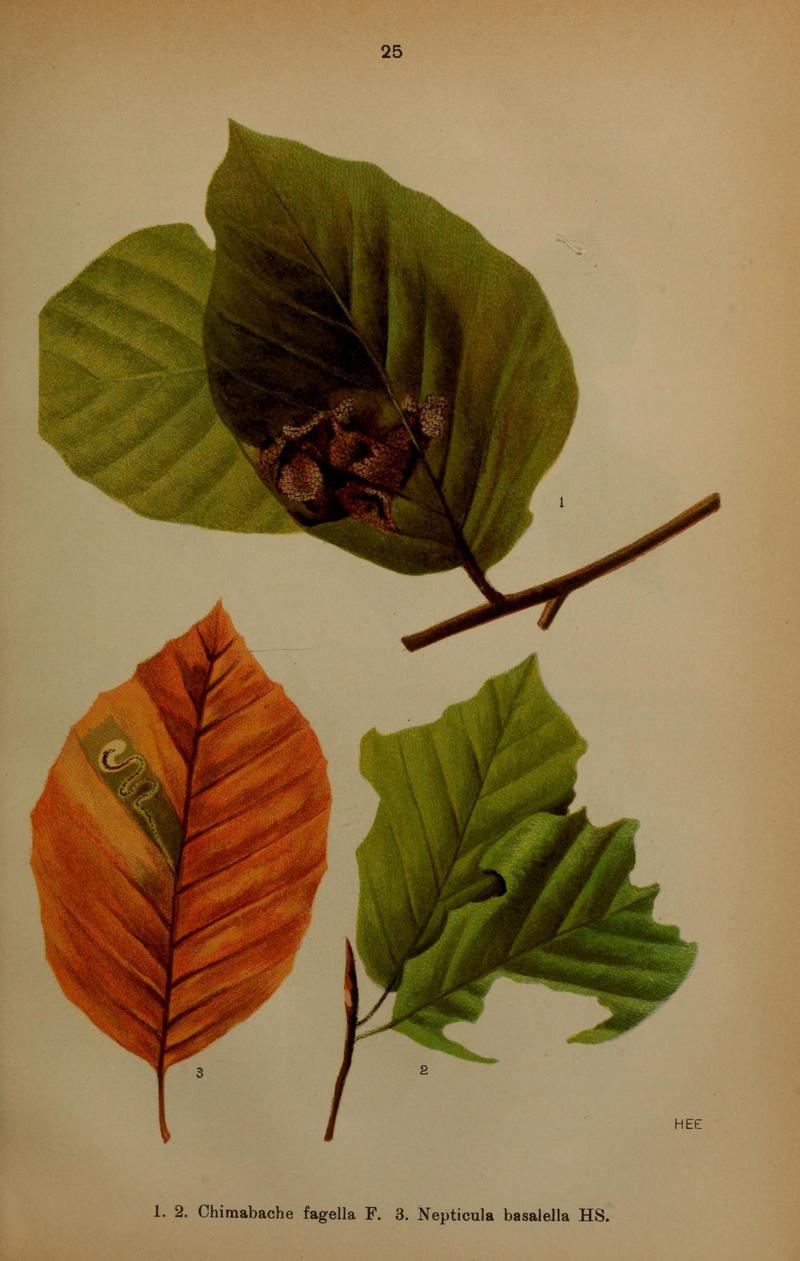 Die Schmetterlinge Deutschlands mit besonderer Berücksichtigung ihrer Biologie (Pl. 25) (7017560101)