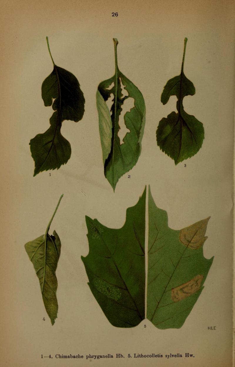 Die Schmetterlinge Deutschlands mit besonderer Berücksichtigung ihrer Biologie (Pl. 26) (7017562887)