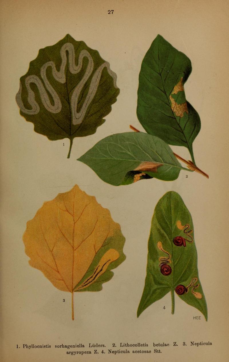 Die Schmetterlinge Deutschlands mit besonderer Berücksichtigung ihrer Biologie (Pl. 27) (6871456228)