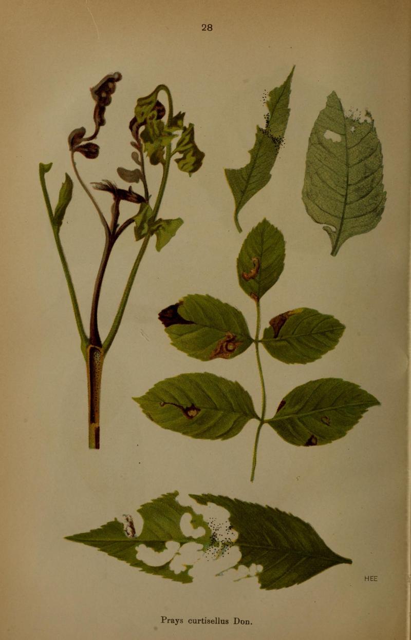 Die Schmetterlinge Deutschlands mit besonderer Berücksichtigung ihrer Biologie (Pl. 28) (6871456786)