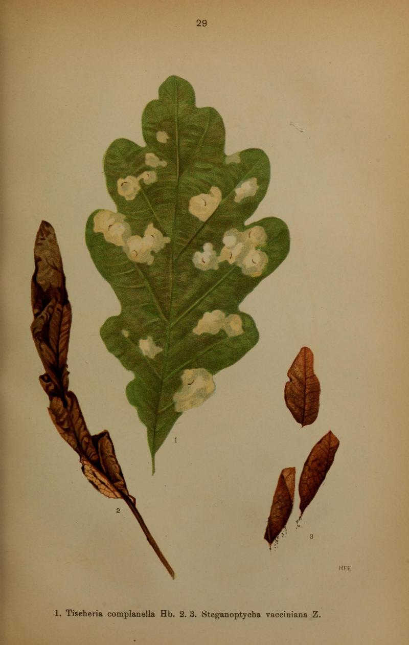 Die Schmetterlinge Deutschlands mit besonderer Berücksichtigung ihrer Biologie (Pl. 29) (6871457464)