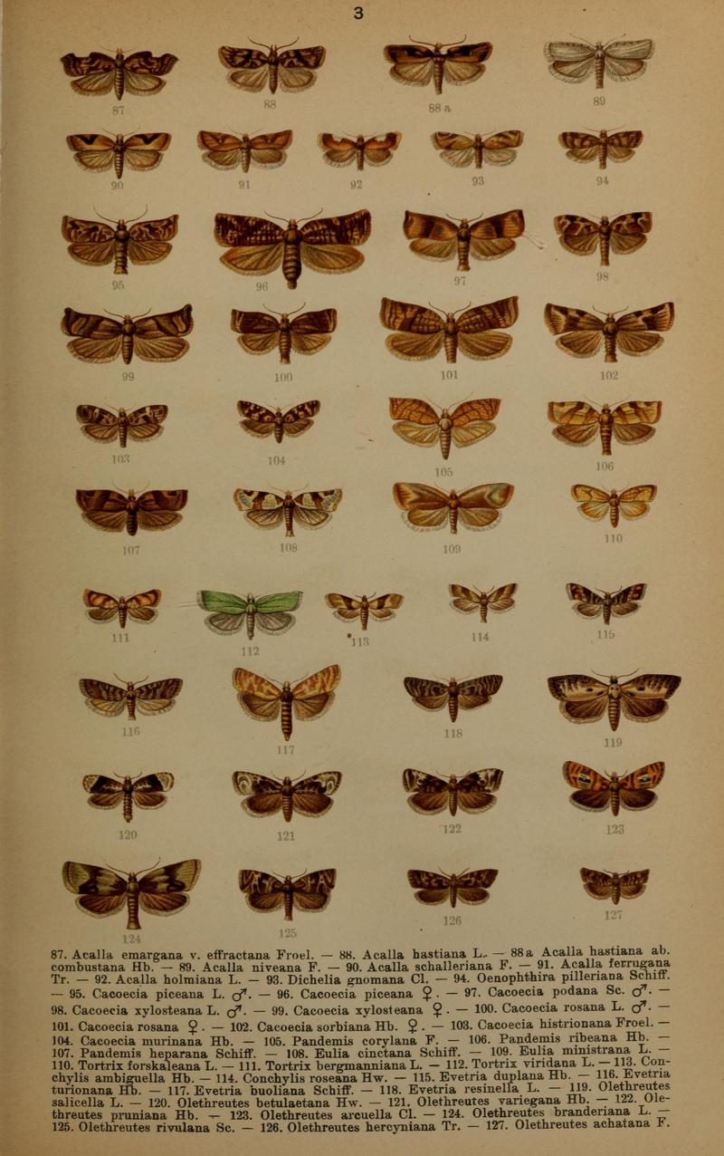 Die Schmetterlinge Deutschlands mit besonderer Berücksichtigung ihrer Biologie (Pl. 3) (7017546267)