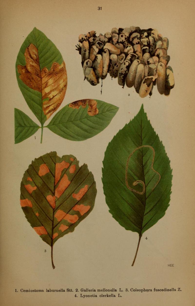 Die Schmetterlinge Deutschlands mit besonderer Berücksichtigung ihrer Biologie (Pl. 31) (6871458714)