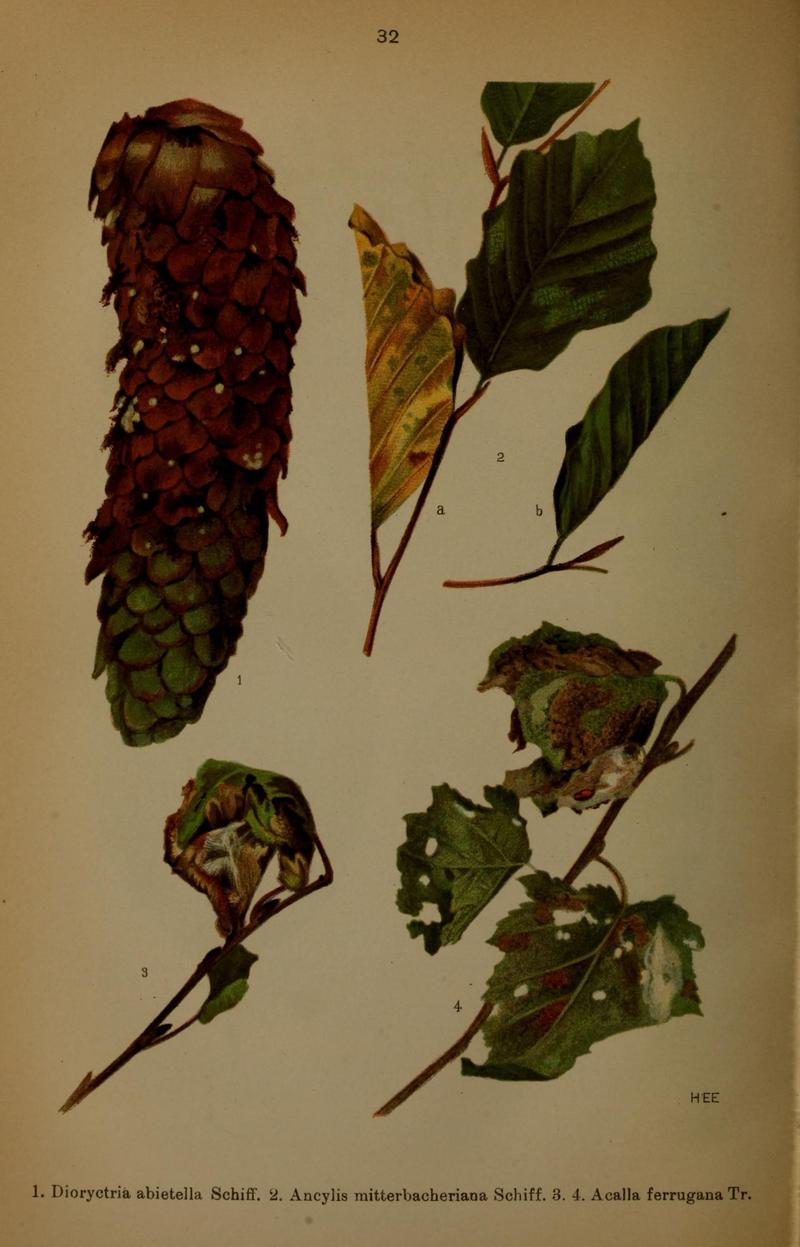 Die Schmetterlinge Deutschlands mit besonderer Berücksichtigung ihrer Biologie (Pl. 32) (7017566297)