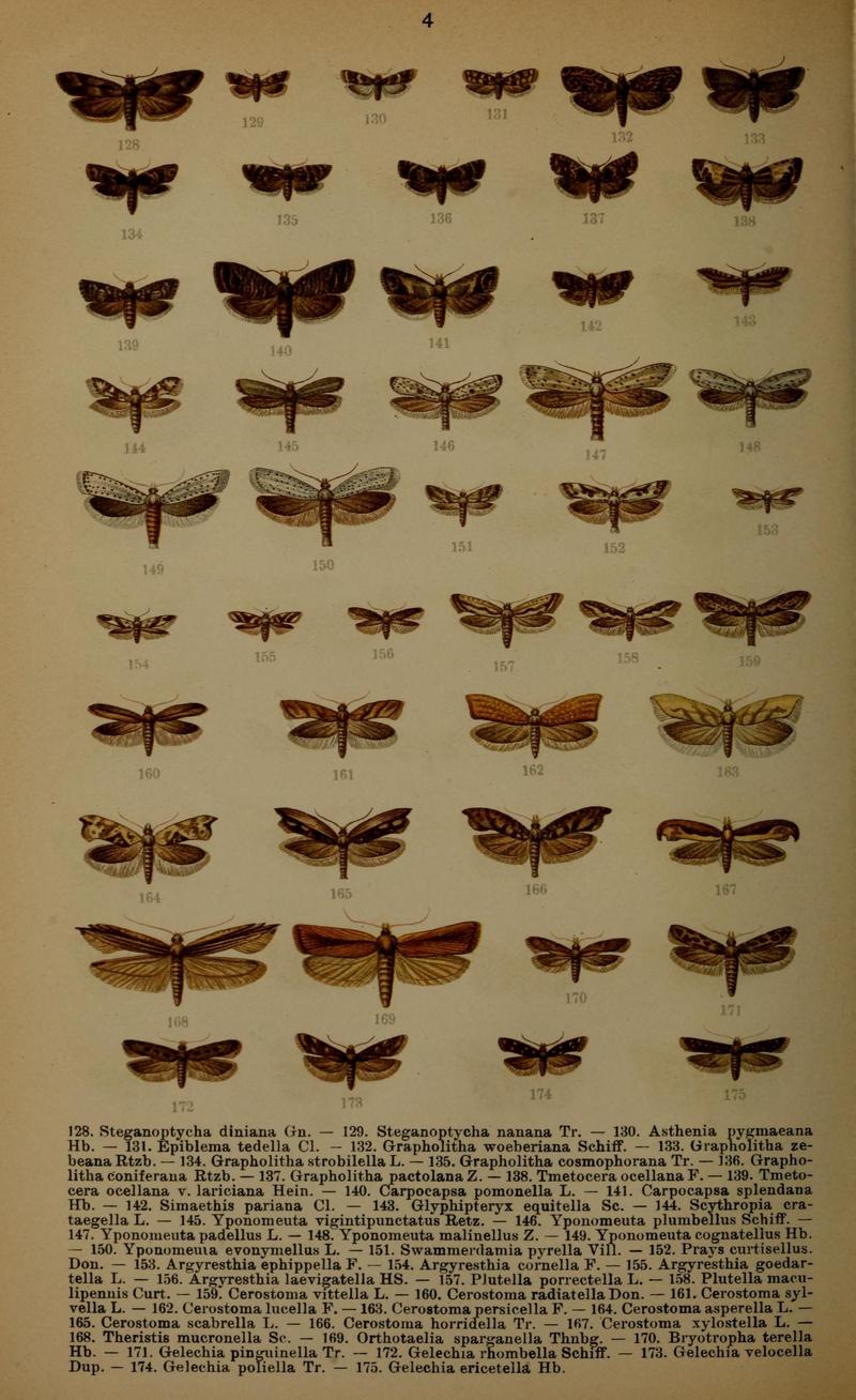Die Schmetterlinge Deutschlands mit besonderer Berücksichtigung ihrer Biologie (Pl. 4) (7017547067)