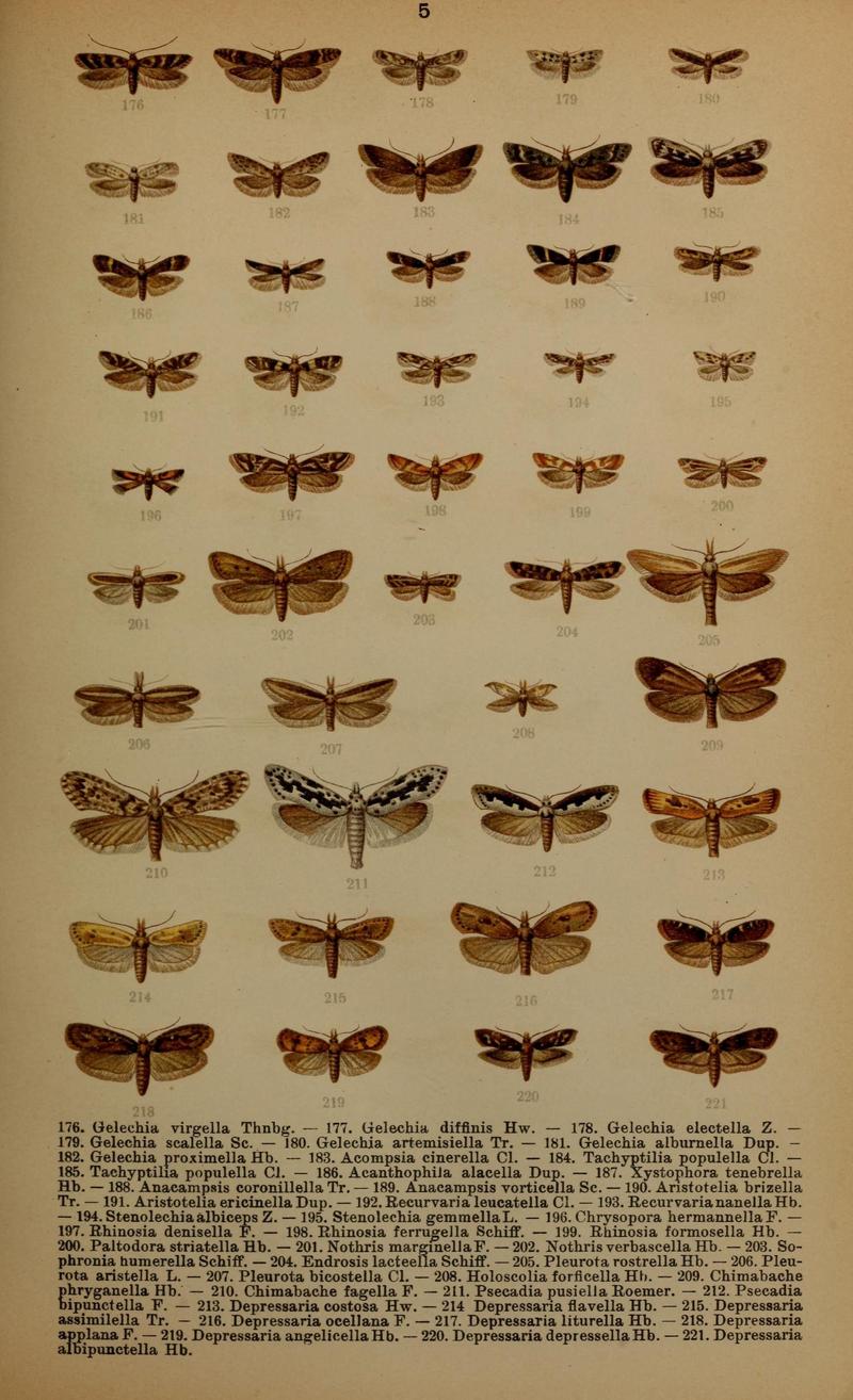 Die Schmetterlinge Deutschlands mit besonderer Berücksichtigung ihrer Biologie (Pl. 5) (7017547671)