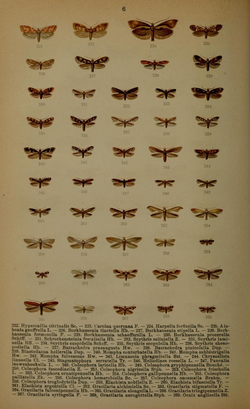 Die Schmetterlinge Deutschlands mit besonderer Berücksichtigung ihrer Biologie (Pl. 6) (7017548301)