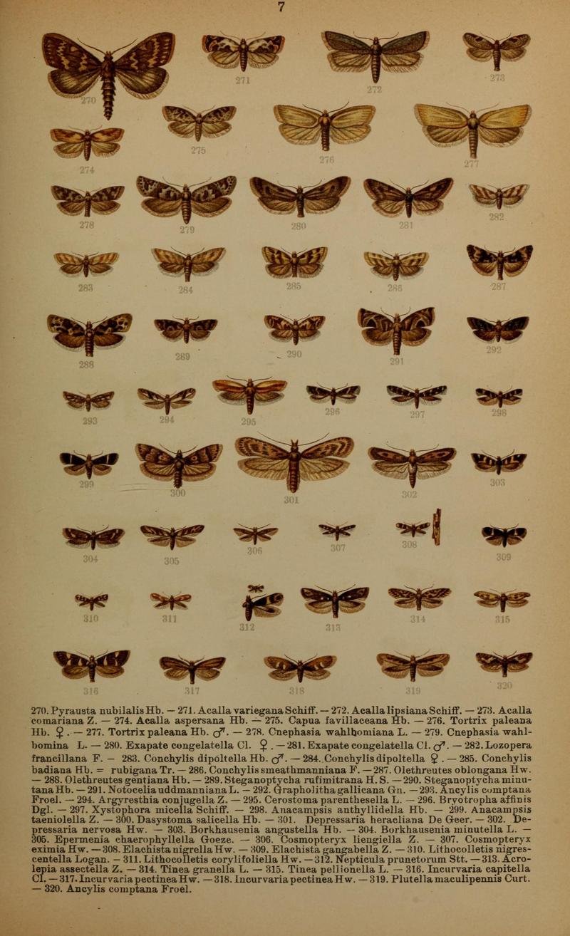 Die Schmetterlinge Deutschlands mit besonderer Berücksichtigung ihrer Biologie (Pl. 7) (7017548879)