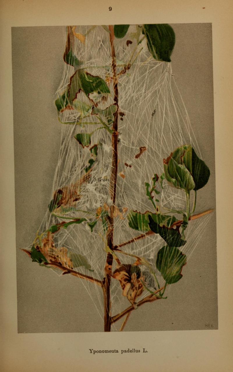 Die Schmetterlinge Deutschlands mit besonderer Berücksichtigung ihrer Biologie (Pl. 9) (7017550059)