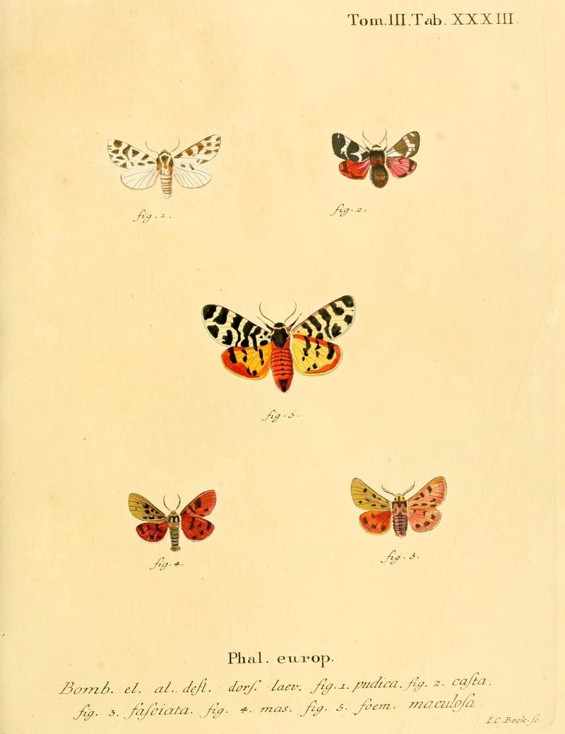 Die Schmetterlinge in Abbildungen nach der Natur (10311290554)