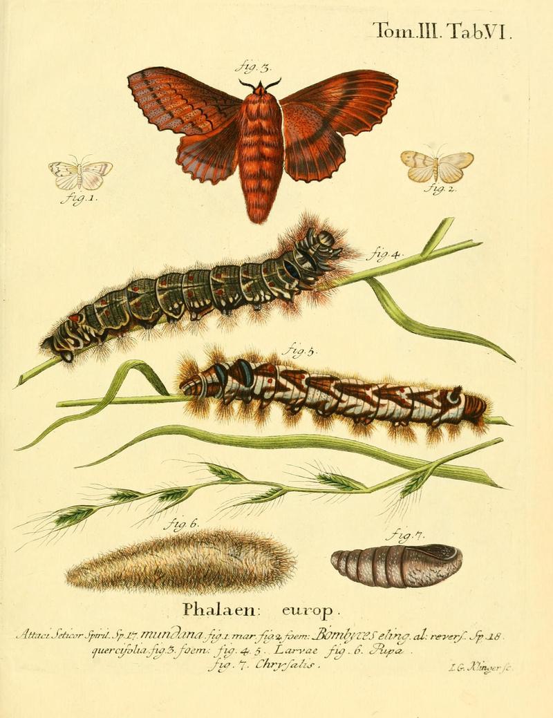 Die Schmetterlinge in Abbildungen nach der Natur (10311347923)